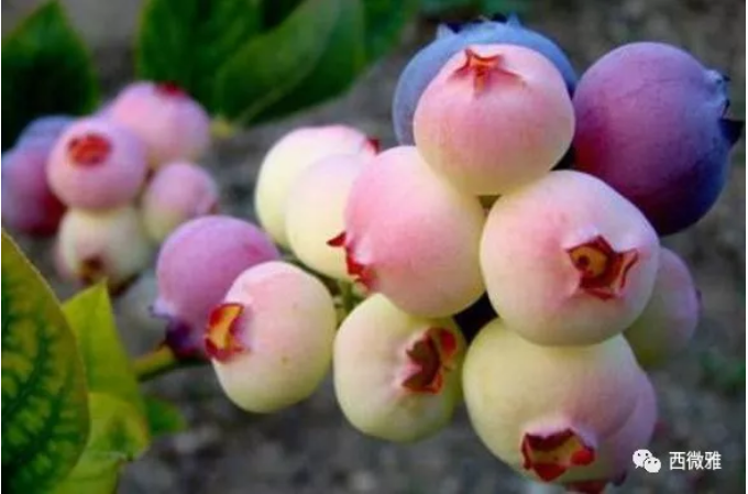 珍貴的果脯-藍莓干(圖1)