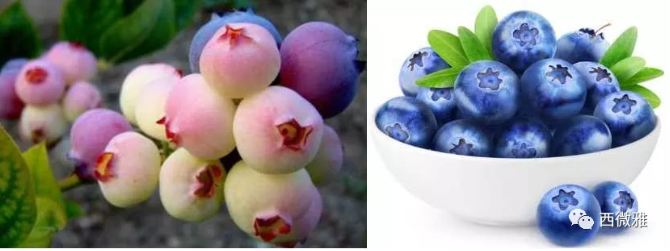 珍貴的果脯-藍莓干(圖8)