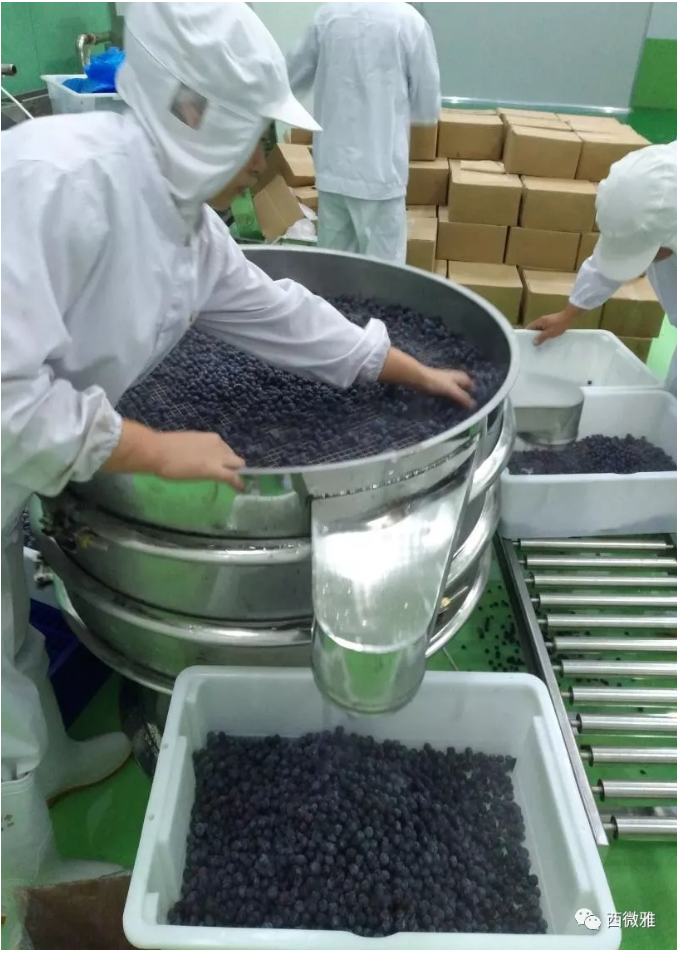 珍貴的果脯-藍莓干(圖11)