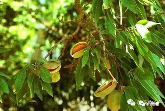 貴族堅(jiān)果-加州扁桃仁(圖9) 貴族堅(jiān)果-加州扁桃仁(圖9)