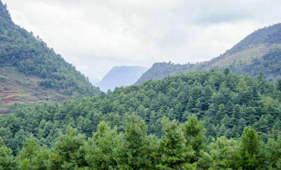 為何松子仁市場批發(fā)價上漲，松子仁的功效與作用(圖2)